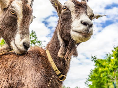 Luise und Bobby - unsere Thüringer Waldziegen