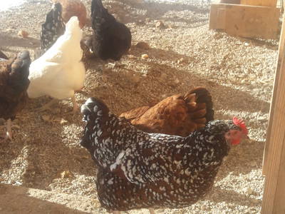 Bild 19 aus  Bichlerhof