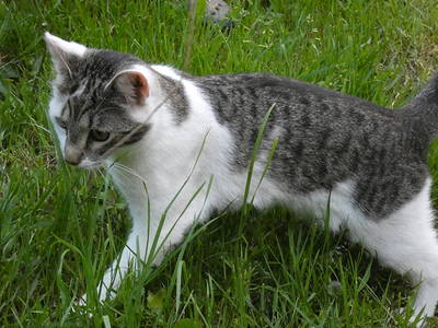 Bild 17 aus  Pension Muserhof