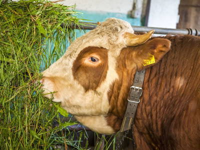 Bild 27 aus  Untersüßgut & Almidylle