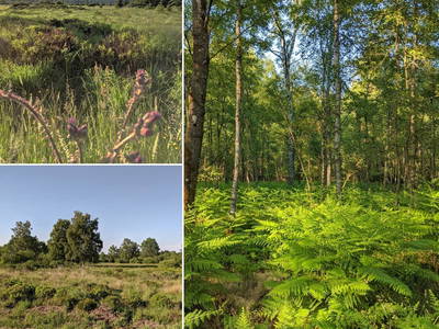 Bild 10 aus  Victorhof Ferienwohnungen