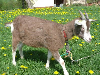 Bild 18 aus  Rhöner Haflingerhof