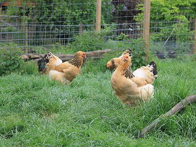 Bild 20 aus  Kaisers Hof - Urlaub auf dem Bauernhof