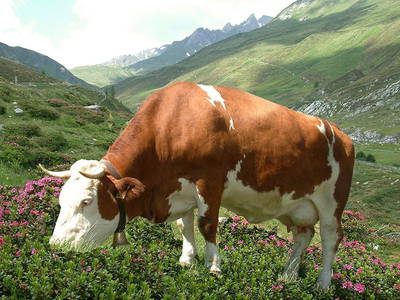 Bild 9 aus  Stoffnerhof