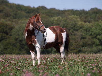 Bild 6 aus  Gutshof Hungerburg