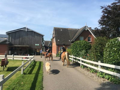 Bild 2 aus  Ferienhof Sell Bauernhofurlaub Ostsee Ponys