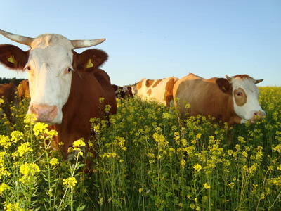 Bild 35 aus  Ferienhof Lochau