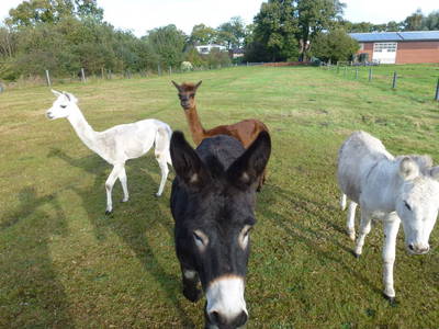 Bild 12 aus  Hof Roßkamp