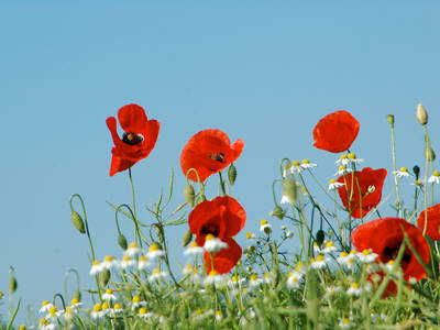 Bild 14 aus  Alte Ausspanne