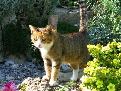 Bild 28 aus  Franzen Hof  Koch