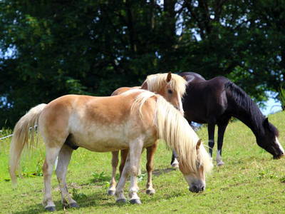 Bild 41 aus  Ferienbauernhof Voß