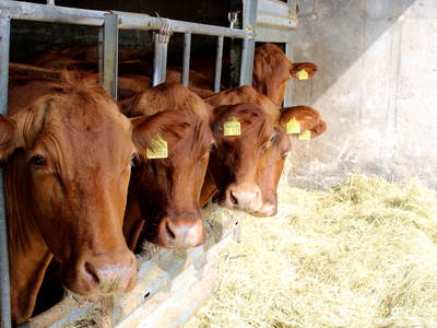 Bild 27 aus  Bauernhofurlaub auf Larbigs Art