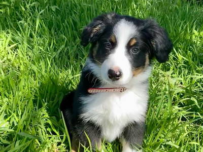 Die neue Chefin am Hof - *Maila*