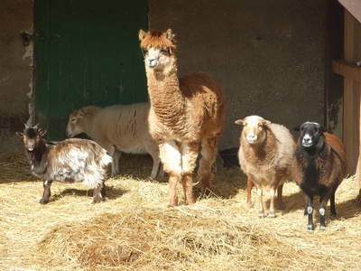 gleich neben dem Streichelgehege sind unsere Schafe und das Alpacka
