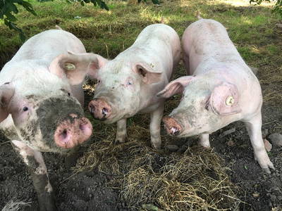 Bild 11 aus  Ferienhof Greggersen