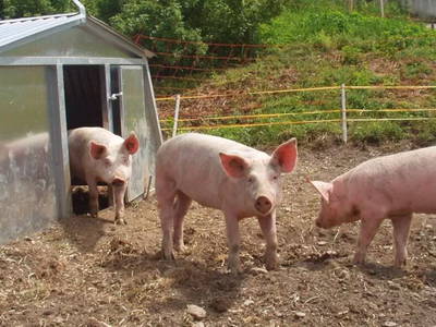 Bild 28 aus  Schnagererhof