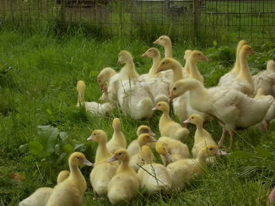 Bild 12 aus  Schneidmühle