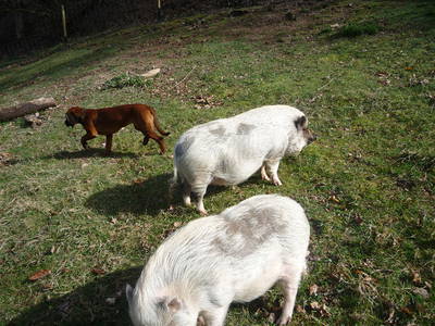 Bild 28 aus  Wellness-Bauernhof Eulersbacher Hof