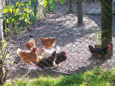 Bild 27 aus  Ferien & Freizeithof Meutstege