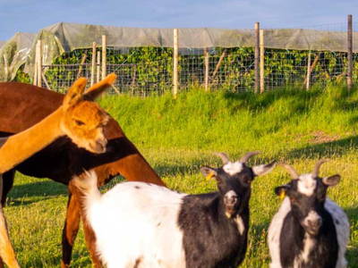 Bild 7 aus  Ferienwohnungen Wagner