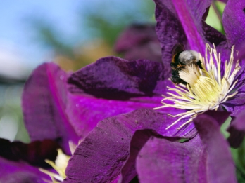 Bild 34 aus  Winzerhof Bregler