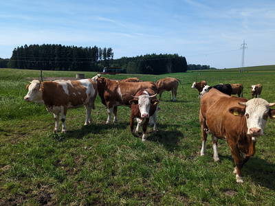 Bild 19 aus  Ferienhaus Eller