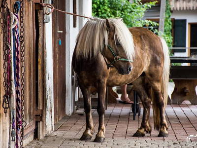 Bild 5 aus  Beim Schmied