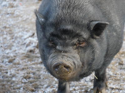 Biotonne: Hängebauchschwein Asterix