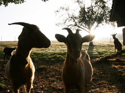 Bild 19 aus  Backhaus Grüntal