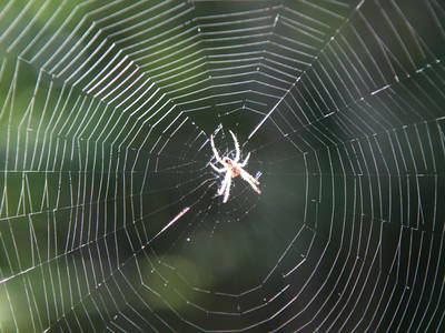 Bild 30 aus  Steinermühle