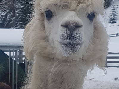 Bild 5 aus  Reiterhof Alpin Appart