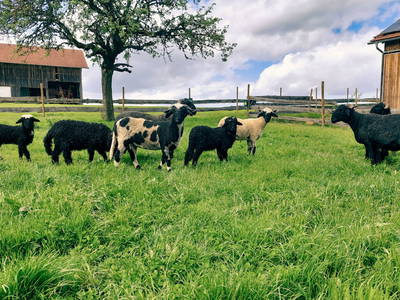 Bild 11 aus  Camping am Hofweiher beim Brunnerhof