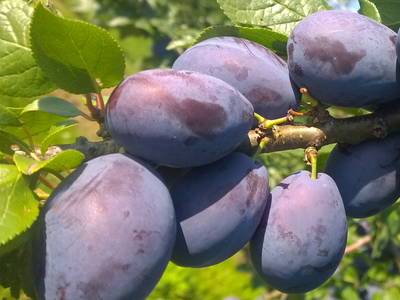 Bild 11 aus  Ferienhof Mecking