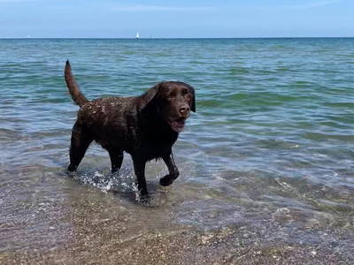 Hund im Wasser