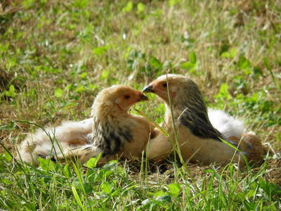 Bild 18 aus  Hubertushof Steidle