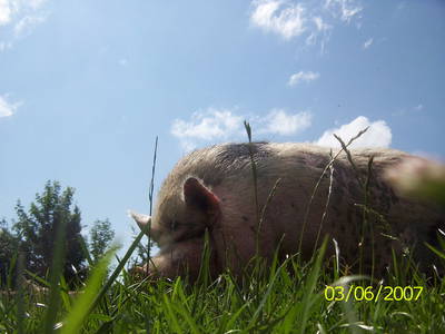 Bild 35 aus  Hof Schlossblick  " der etwas andere Bauernhof "