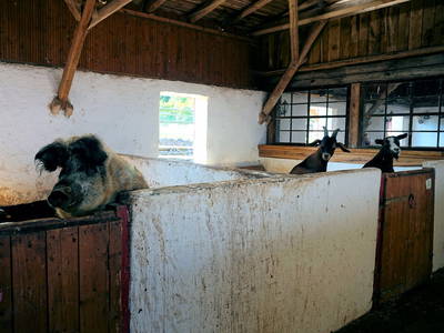 Schwein und Ziegen