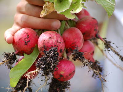 Bild 13 aus  Biohof Grafel - ein Ort, der verbindet