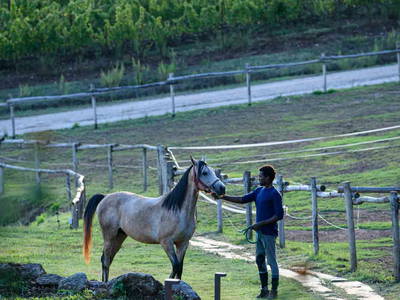 Bild 19 aus  Gutshof  Tenuta del Fontino