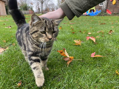 Bild 29 aus  Ferienhof Wübbold