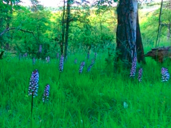 Bild 26 aus  Gutshof Hungerburg