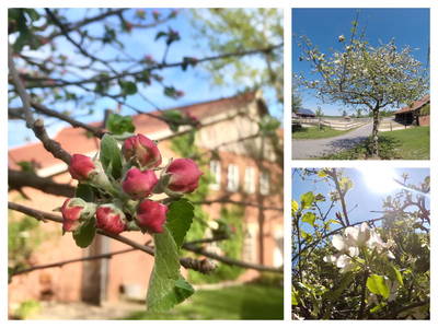 Bild 8 aus  SchleinersHof