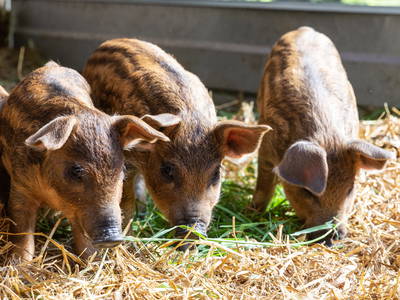 Bio-Schweinehaltung am Jörgnerhof - Stelza Nature Chalet
