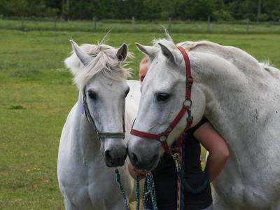 Bild 5 aus  LandSelection Gut Gaarz