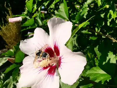 Bild 46 aus  Le Colombié - Ferienhäuser an der Dordogne mieten