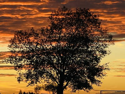 Bild 3 aus  Relaxen auf der grünen Wiese mit Pferden als Nachbarn