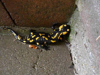 Bild 39 aus  Gästehaus im Lochautal