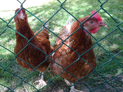 Bild 49 aus  Ferienhof Hohe - Familienfreundlicher Bio Bauernhof in idyllisch gelegenem Dorf.