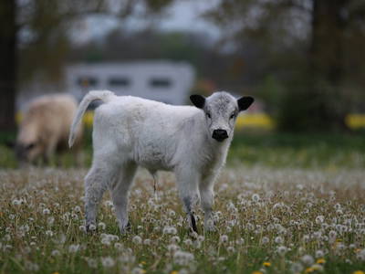 Bild 10 aus  LandSelection Schwarzfelder Hof