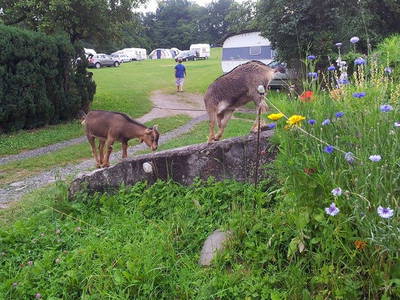 Bild 10 aus  Campingplatz Edersee-Paradies